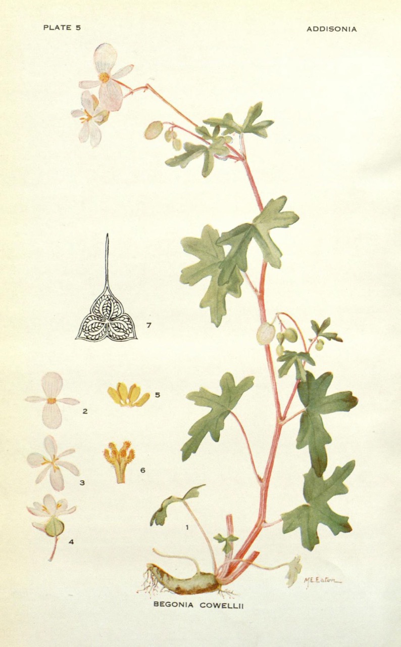 B. cowellii